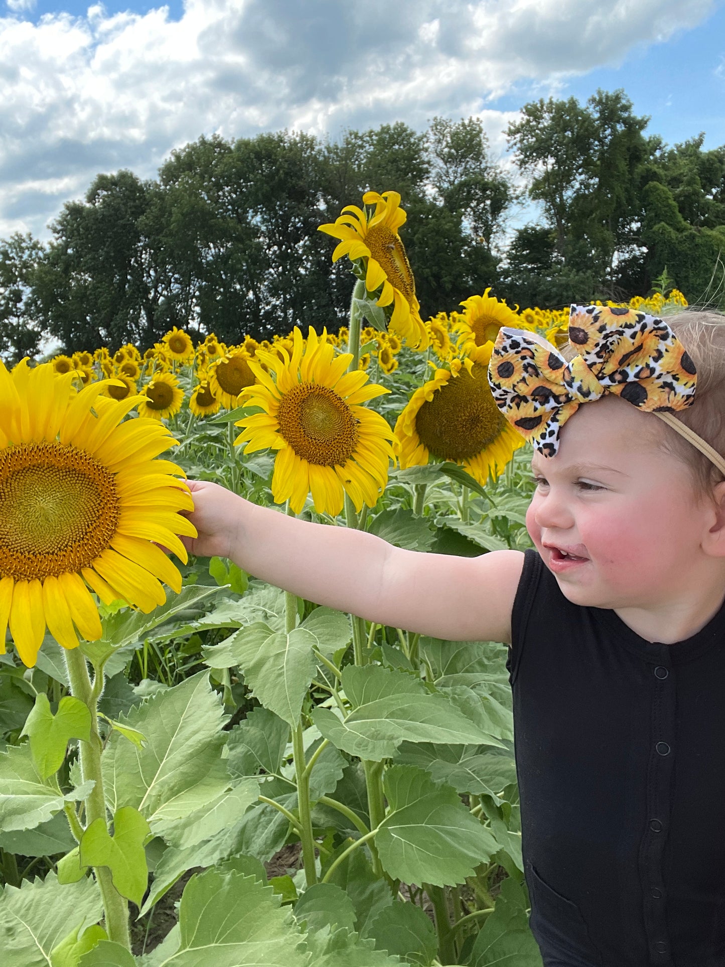 Leopard Sunflowers